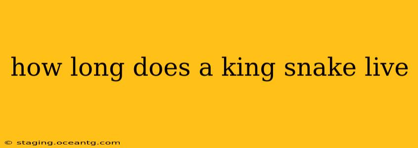 how long does a king snake live