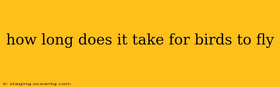 how long does it take for birds to fly