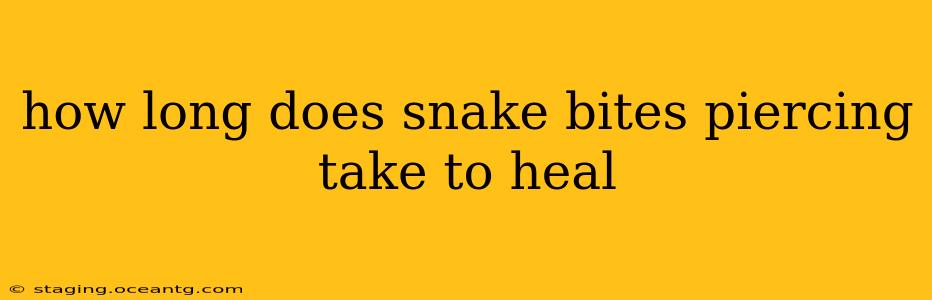 how long does snake bites piercing take to heal