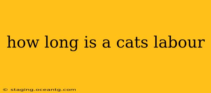how long is a cats labour
