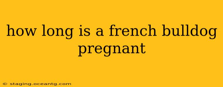 how long is a french bulldog pregnant