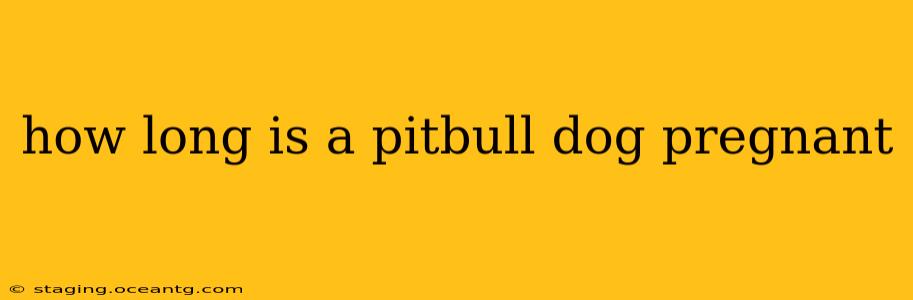 how long is a pitbull dog pregnant