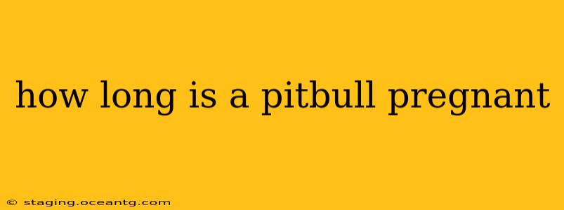 how long is a pitbull pregnant