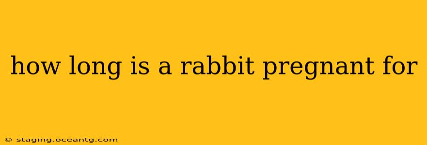 how long is a rabbit pregnant for