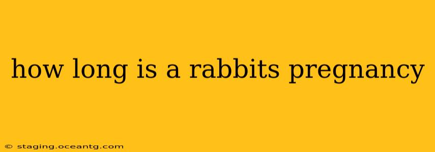 how long is a rabbits pregnancy