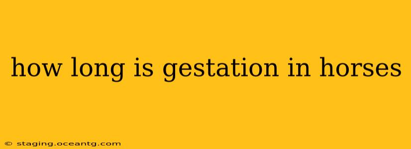 how long is gestation in horses