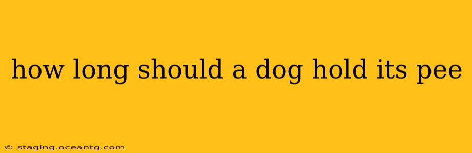 how long should a dog hold its pee