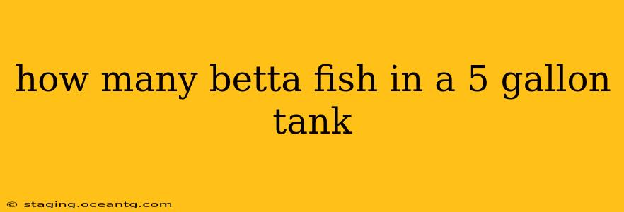 how many betta fish in a 5 gallon tank