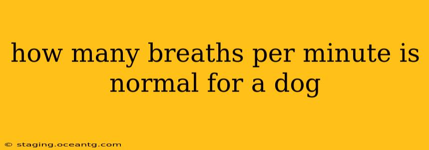 how many breaths per minute is normal for a dog