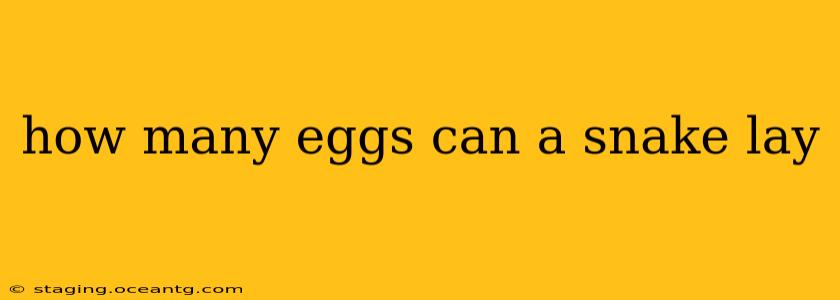 how many eggs can a snake lay