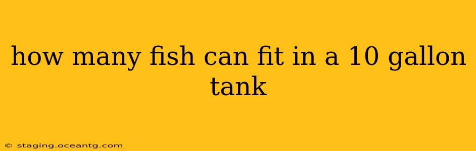 how many fish can fit in a 10 gallon tank