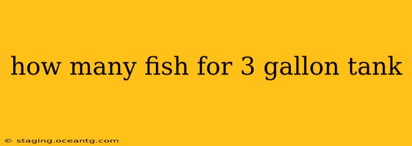 how many fish for 3 gallon tank