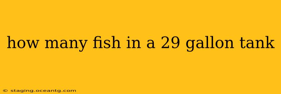 how many fish in a 29 gallon tank
