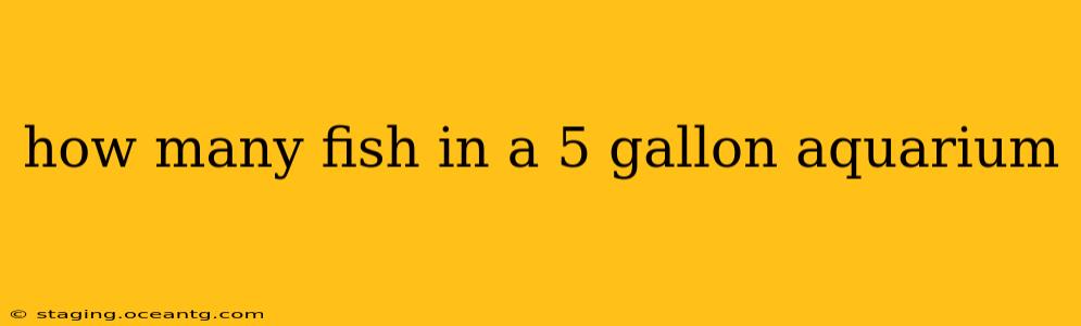 how many fish in a 5 gallon aquarium