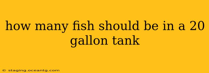 how many fish should be in a 20 gallon tank