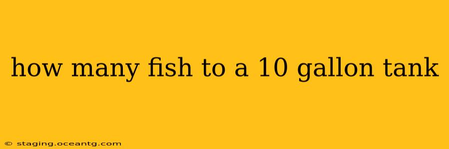 how many fish to a 10 gallon tank