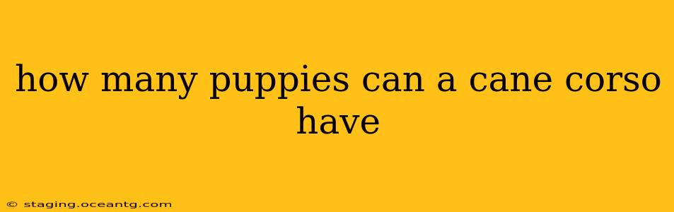 how many puppies can a cane corso have