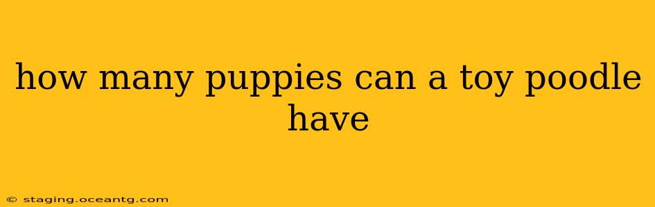 how many puppies can a toy poodle have