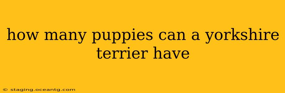 how many puppies can a yorkshire terrier have