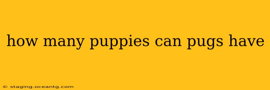 how many puppies can pugs have