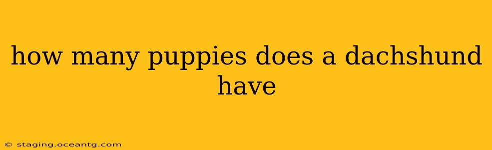 how many puppies does a dachshund have