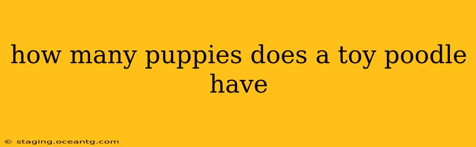 how many puppies does a toy poodle have