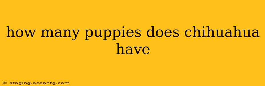 how many puppies does chihuahua have