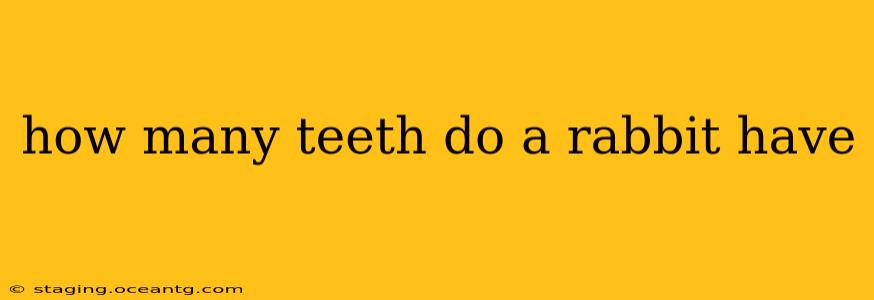 how many teeth do a rabbit have
