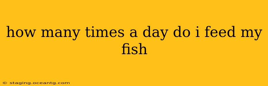 how many times a day do i feed my fish