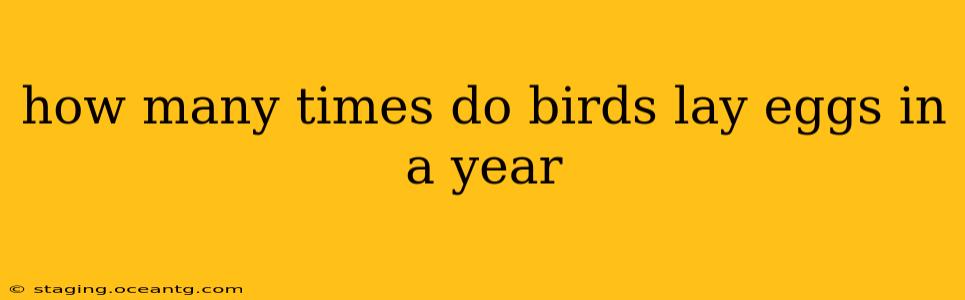 how many times do birds lay eggs in a year