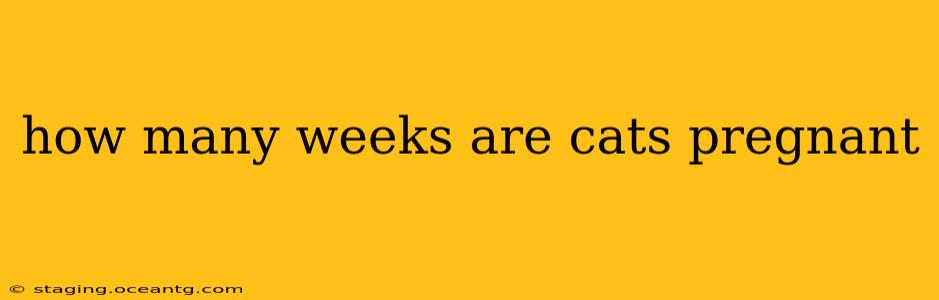 how many weeks are cats pregnant