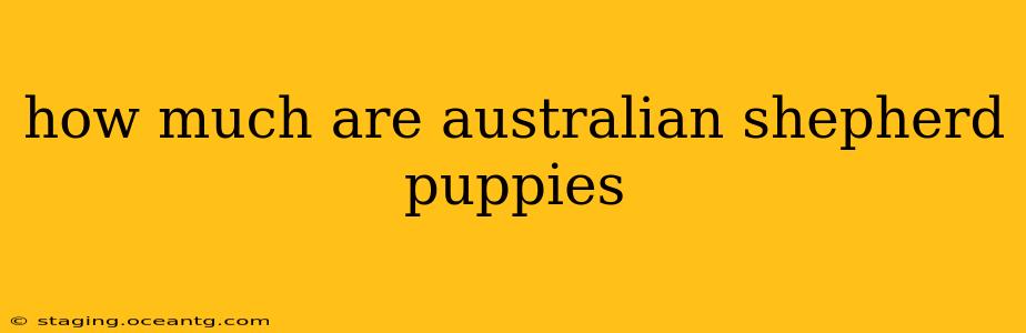 how much are australian shepherd puppies