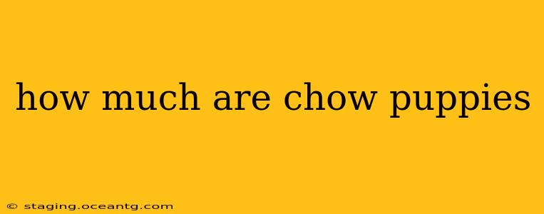 how much are chow puppies