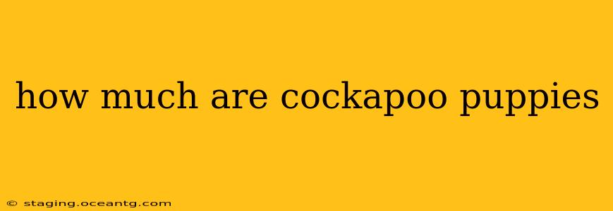 how much are cockapoo puppies