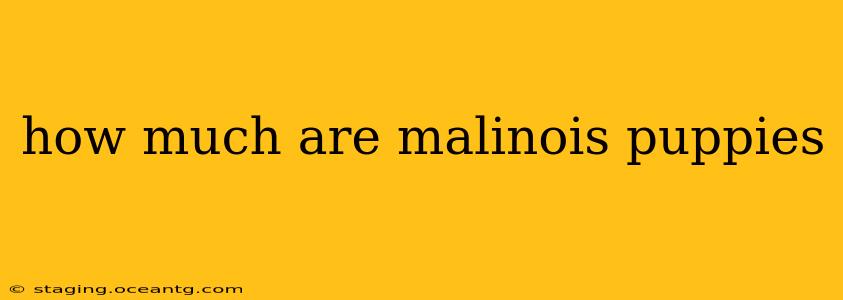 how much are malinois puppies