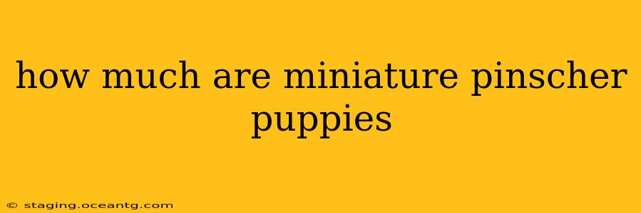how much are miniature pinscher puppies