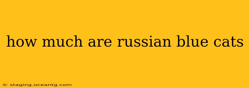 how much are russian blue cats