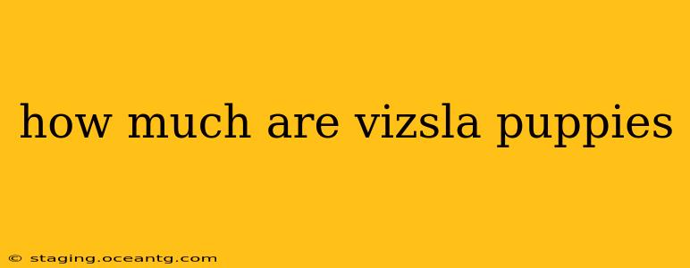 how much are vizsla puppies