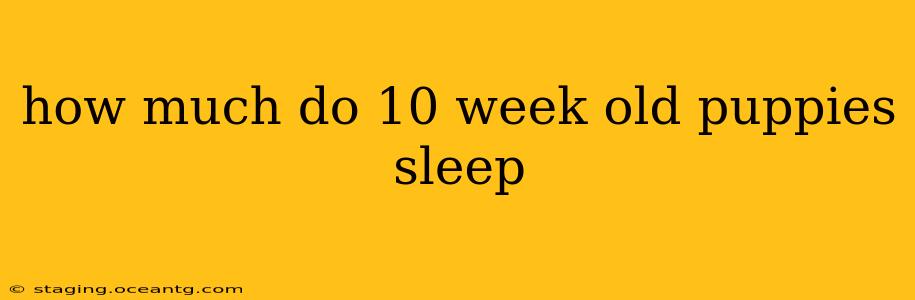 how much do 10 week old puppies sleep