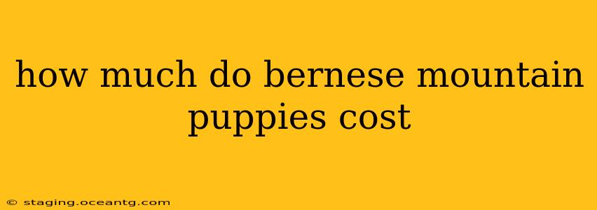 how much do bernese mountain puppies cost
