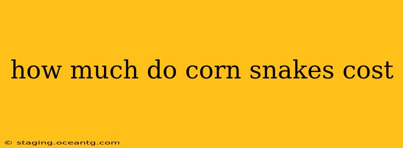 how much do corn snakes cost