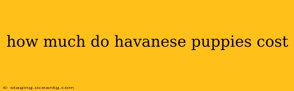 how much do havanese puppies cost