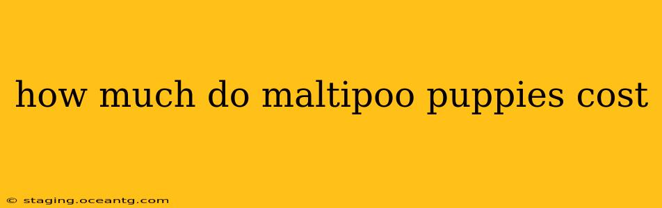 how much do maltipoo puppies cost
