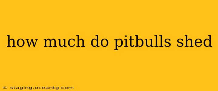 how much do pitbulls shed