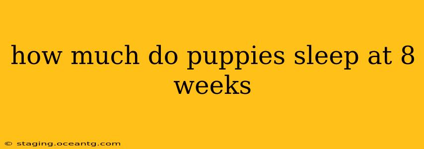 how much do puppies sleep at 8 weeks