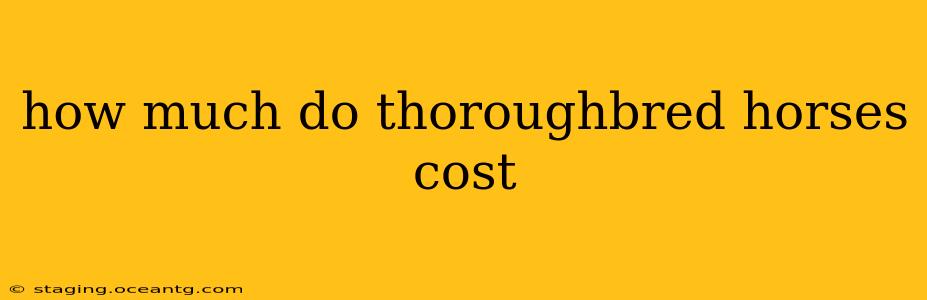 how much do thoroughbred horses cost