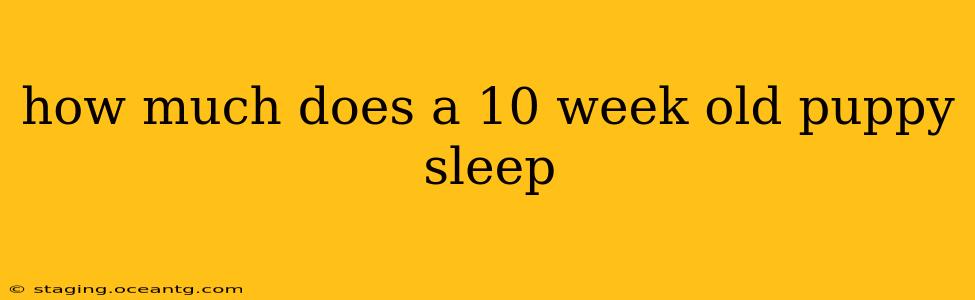 how much does a 10 week old puppy sleep