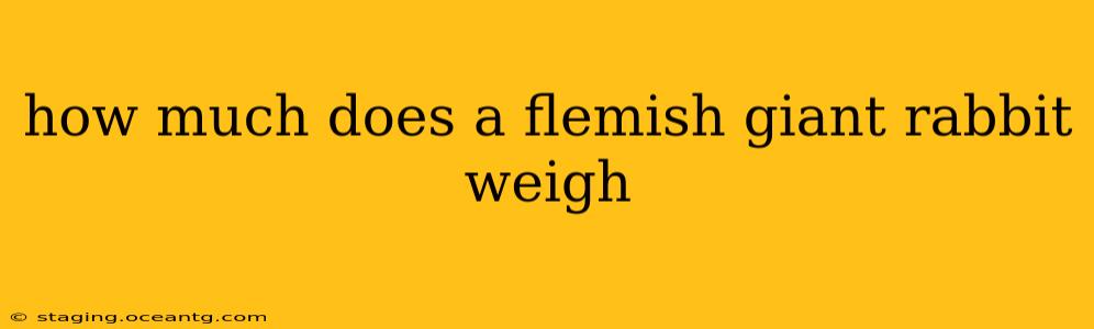 how much does a flemish giant rabbit weigh