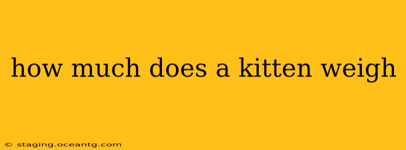 how much does a kitten weigh