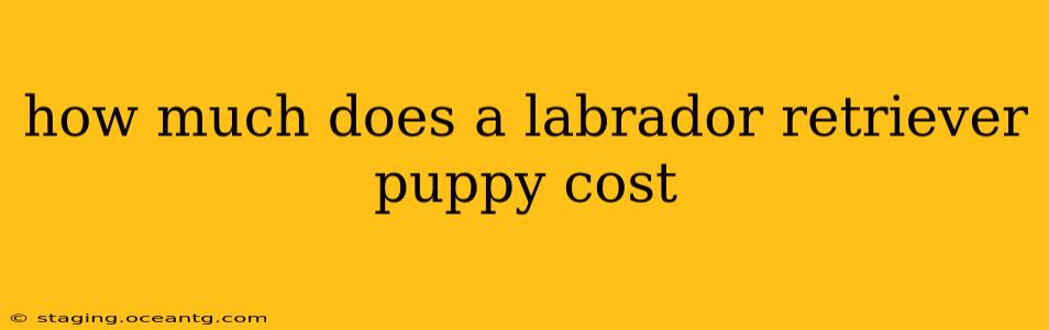 how much does a labrador retriever puppy cost
